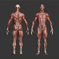 Medical Device Human Muscle Anatomy Model Showing Full Body Muscular Structure
