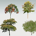 acacia tree 3d model