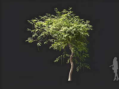 Elegant Arbor With Lush Green Leaves Slender Trunk Dark Background And Human Silhouette For Scale 3d model