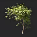 Elegant Arbor With Lush Green Leaves Slender Trunk Dark Background And Human Silhouette For Scale
