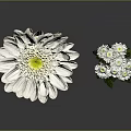 White Flowers Plant With Large Single Bloom And Multiple Small Blossoms Green Leaves