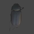 Black Shiny Beetle Insect With Oval Body And Long Legs