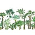 Diverse Tropical Palm Tree Collection With Various Species Sizes And Green Foliage