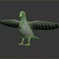 Gray Pigeon with Green Neck Red Feet and Spread Wings on Reflective Surface