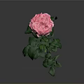 Beautiful Pink Rose Plant With Fresh Green Leaves On Slender Stem