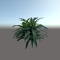 Shrub with Green and Yellow Striped Long Slender Leaves in Lush Dense Foliage