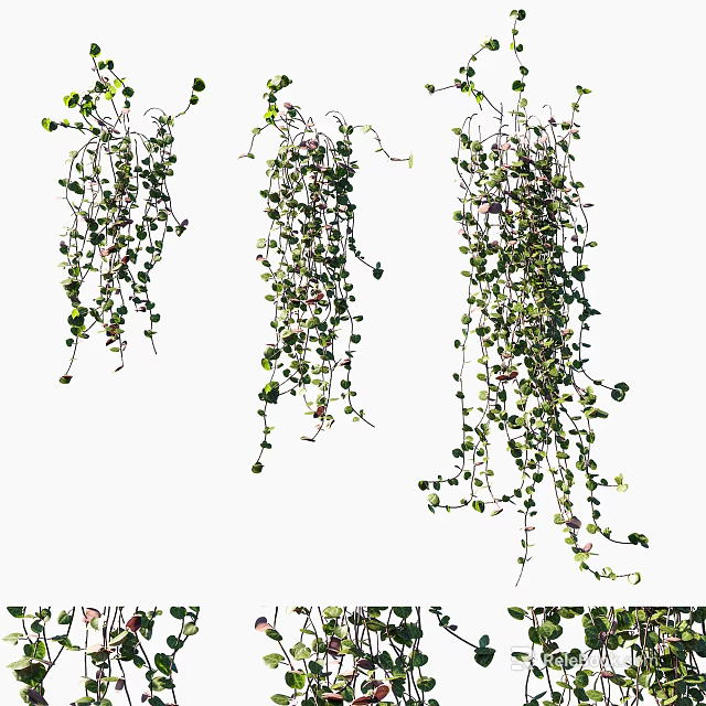 Lush Hanging Vines With Green Leaves And Trailing Tendrils For Natural Decor 3d model 