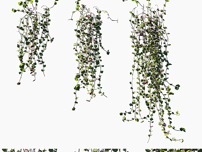 Lush Hanging Vines With Green Leaves And Trailing Tendrils For Natural Decor 3d model