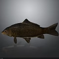 Realistic Brown Carp With Detailed Scales And Reflection On Gray Background 3d model