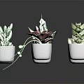 Various Succulent Plant Species Arranged in White Pots on Black Background