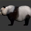 Cute Giant Panda With Black And White Fur Standing On Gray Background