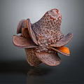 Natural Agricultural Crop Featuring Rough Textured Surface And Multi Layered Brown Orange Form