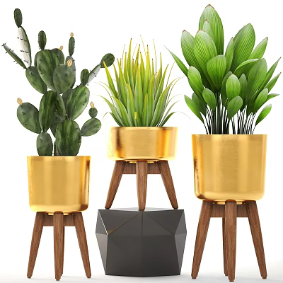 Stylish Potted Bonsai Plants With Golden Pots On Wooden And Geometric Stands 3d model
