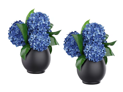 Two Blue Hydrangea Flowers in Black Vases with Fresh Green Leaves Home Decor 3d model