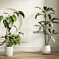 Indoor Potted Green Plants In White Planters With Lush Leaves And Modern Decor