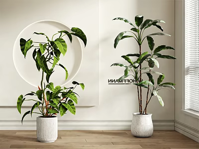 Indoor Potted Green Plants In White Planters With Lush Leaves And Modern Decor 3d model