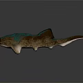 Shark with brown and turquoise body open mouth sharp teeth grey background 3d model