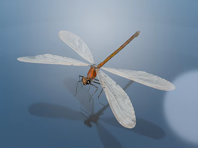 Delicate Dragonfly With White Wings And Brown Body On Blue Surface Showing Reflection 3d model