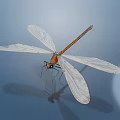 Delicate Dragonfly With White Wings And Brown Body On Blue Surface Showing Reflection