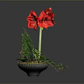 Red Amaryllis Potted Plant With Green Foliage And Black Decorative Pot