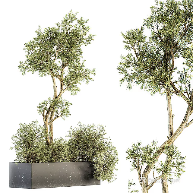 Bonsai Plants With Lush Green Foliage And Curved Trunks In Potted Containers 3d model 