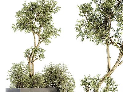 Bonsai Plants With Lush Green Foliage And Curved Trunks In Potted Containers 3d model