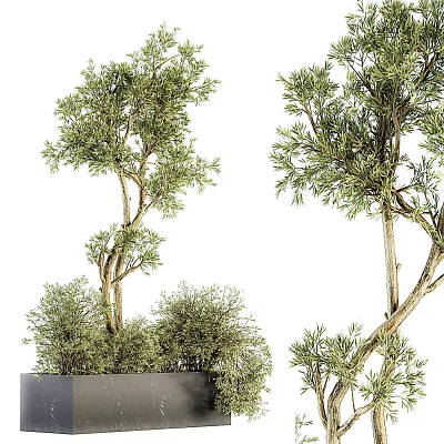 Bonsai Plants With Lush Green Foliage And Curved Trunks In Potted Containers 3d model