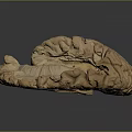 Modern brain Human brain Human brain Brain structure Head structure 3d model