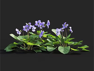 Purple Flowers and Green Leaves Blooming in Natural Garden Setting 3d model