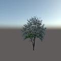 Blooming Arbor Tree With Green Leaves And Purple Flowers In Garden