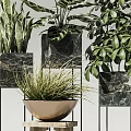 Indoor Potted Green Leafy Plants In Marble Pots With Metal Stands