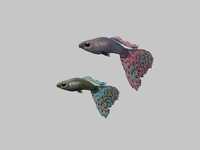 Guppy 3d model