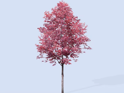 Pink Leaf Arbor with Brown Trunk Against Light Blue Background 3d model