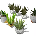 Potted Succulent Plants With Green Foliage In Various Decorative Planters For Indoor Home Decoration