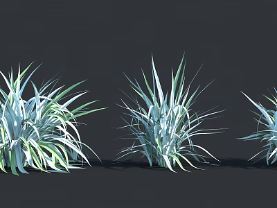 Three Ornamental Shrubs With Blue Green Slender Foliage For Garden Design 3d model