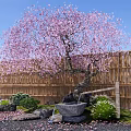 Pink Blossom Tree In Garden With Bamboo Fence Stones Small Lantern And Green Plants