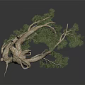 Pine Tree Branch with Twisted Trunk and Green Needles Isolated on Dark Background 3d model