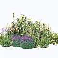 Mixed Garden Flowers And Plants With Purple Lavender And Green Foliage
