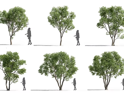 Various Arbor Shapes With Human Figure For Size Comparison And Green Foliage 3d model