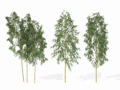 Natural Bamboo Plants With Tall Green Stalks And Lush Foliage Growth 3d model