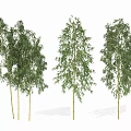 Natural Bamboo Plants With Tall Green Stalks And Lush Foliage Growth