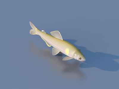 Silver Freshwater Fish with Shiny Scales and Light Fins in Blue Water and Reflection 3d model