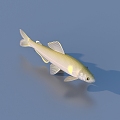 fish freshwater fish aquatic animal 3d model