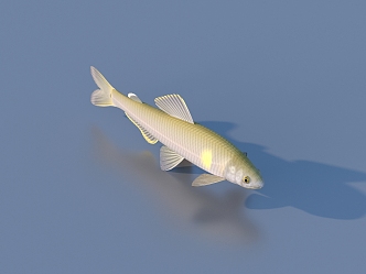 fish freshwater fish aquatic animal 3d model