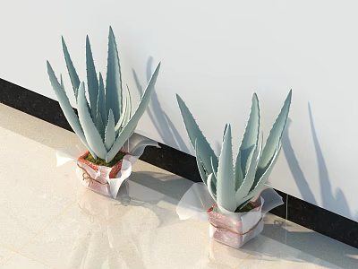 Gray Green Leaves Aloe Vera Bonsai Potted Plants In Pink Decorative Pots By White Wall 3d model