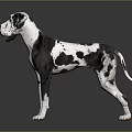 Great Dane Dog With Black And White Spotted Coat Standing On Grey Background With Reflection