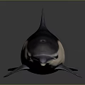 Dolphin 3D Model With Black And White Body In Swimming Pose On Gray Background