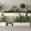 Various Green Plants And Blooming Flowers In White Planters Decorative Arrangement