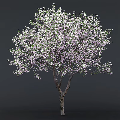 Modern Cherry Tree 3d model Modern Cherry Tree 3d model
