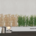 Harvest Crops Themed Potted Plants with Golden Green Crops by Gray Wall with Books Lamp